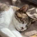 藤村 菜奈のプロフィール画像