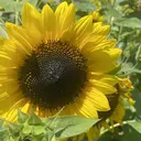 Nailsalon Sunflowerのプロフィール画像