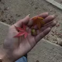 平川 光璃のプロフィール画像