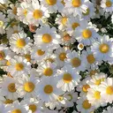 Merci Merciのプロフィール画像