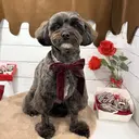 Belle FleuveSAOのプロフィール画像