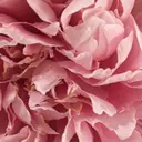 平丸 じんのプロフィール画像