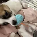 柴田 茉白のプロフィール画像