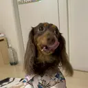 Furuta 🥀Lのプロフィール画像