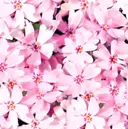 宇多村　パラジェル ラボサロンのプロフィール画像