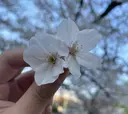 小早川 響のプロフィール画像