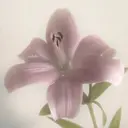 odette Mizukiのプロフィール画像