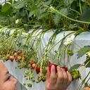 宇野 いくみのプロフィール画像