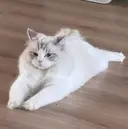 Alraー めめのプロフィール画像