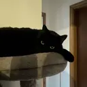 リ エンテイのプロフィール画像