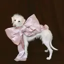 LORAN sakuraのプロフィール画像