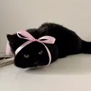 CHINAMI 🐈⬛🌙のプロフィール画像