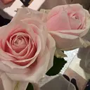 ヤン シンユのプロフィール画像