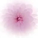 Rum Nailのプロフィール画像