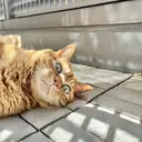 BIANCA Ouchidaのプロフィール画像