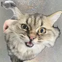 suui. mizukiのプロフィール画像