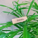 Nain.立川 shibataのプロフィール画像