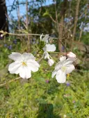 ムラカワ クミのプロフィール画像