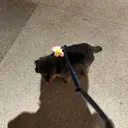  ︎︎ ☆saaya☆のプロフィール画像