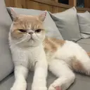 安江 愛莉のプロフィール画像