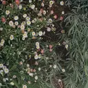 kahana .のプロフィール画像