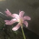 akane /渋谷のプロフィール画像