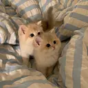 VENUSBELT reiのプロフィール画像