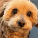 水尻 かのんのプロフィール画像