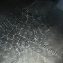 mii ⸝⋆のプロフィール画像