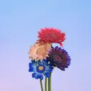 D.d nail Shioriのプロフィール画像