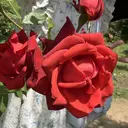 三橋 ももかのプロフィール画像