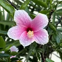 波平 杏のプロフィール画像