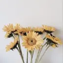 rencontre Kahoのプロフィール画像