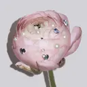 santebelle meruのプロフィール画像