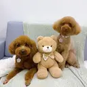 コルン 髙﨑のプロフィール画像