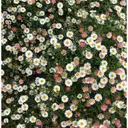 マリーテレジア/ nakamuraのプロフィール画像