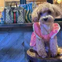 MAXKELLY MIKAのプロフィール画像