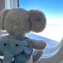 Jelly catのプロフィール画像