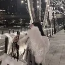 Chaton  ♡ KIRIKOSHIのプロフィール画像