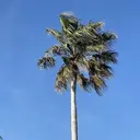 MAXKELLY ノグチモエのプロフィール画像