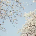 こばやし みおのプロフィール画像