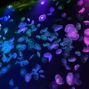 akane ⭐︎のプロフィール画像