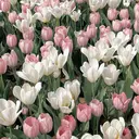 ラブニールハトル🌷 有川のプロフィール画像