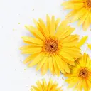 L'abeille YUKIのプロフィール画像