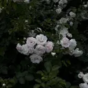 MAQUIA 今井のプロフィール画像