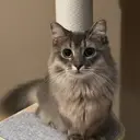 土屋 明日香のプロフィール画像