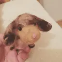 芳田 優志のプロフィール画像