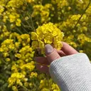 二宮 花乃香のプロフィール画像