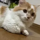 emu. Asunaのプロフィール画像