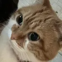 河原 里恵のプロフィール画像